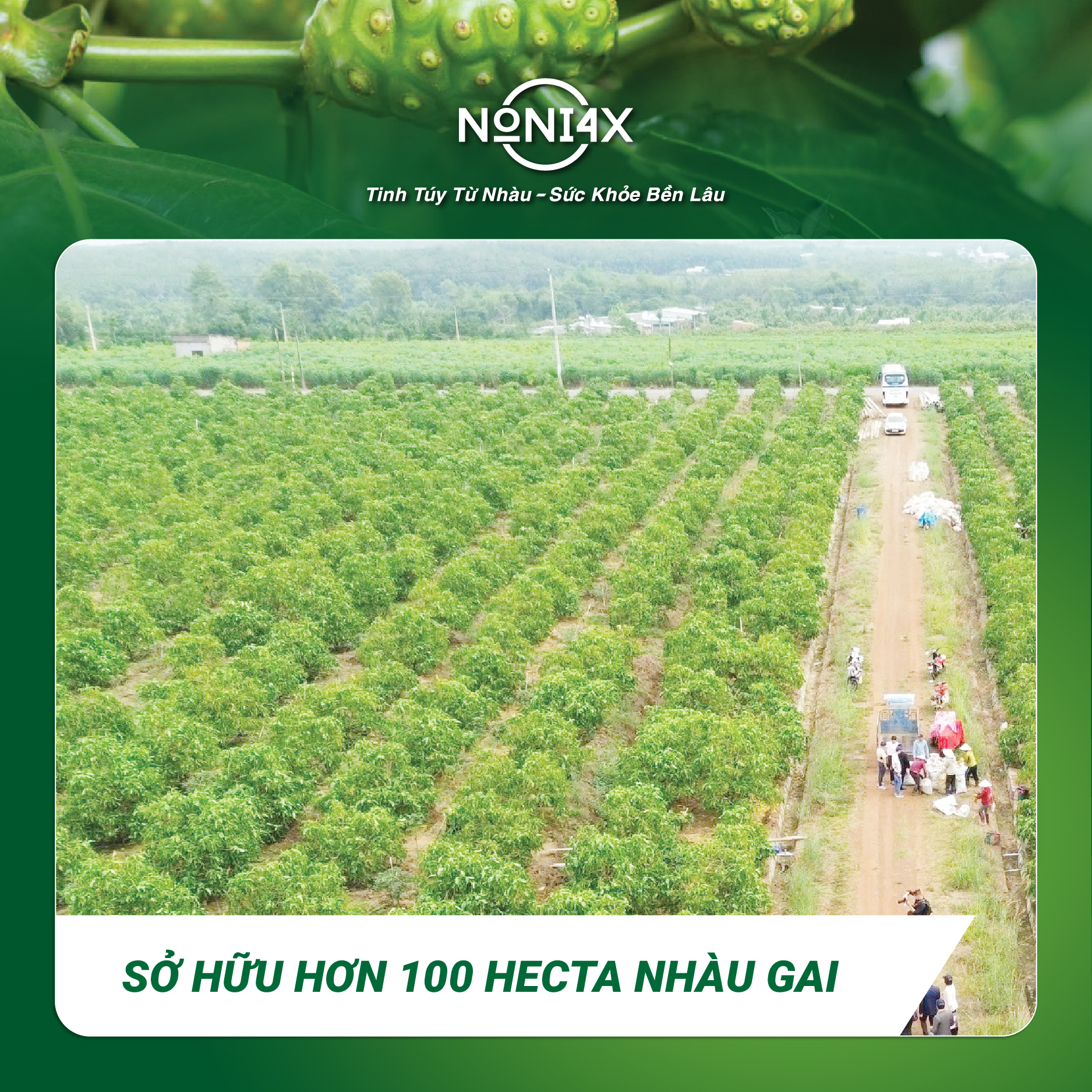 Vùng trồng nhàu hữu cơ hơn 100 hecta, không sử dụng thuốc trừ sâu, không sử dụng thuốc diệt cỏ