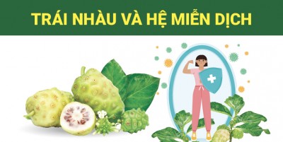 Trái nhàu và hệ miễn dịch – Nghiên cứu khoa học nói gì?