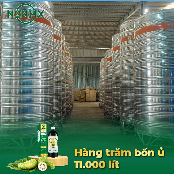 Nguồn nguyên liệu dồi dào, nhàu được ủ hơn 36 tháng