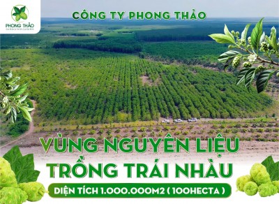  Cây Nhàu – Dược Liệu Thiên Nhiên Tinh Khiết Từ Phong Thảo